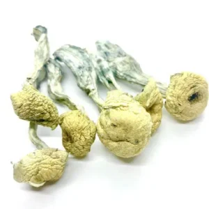 Mazatapec magic mushroom