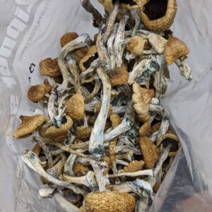 buy Blue Meanies magic mushroom