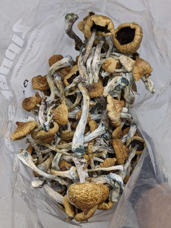 buy Blue Meanies magic mushroom